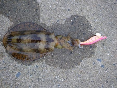 夕マズメエギング