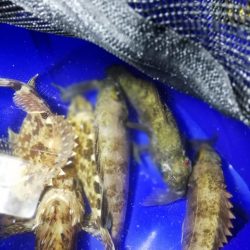 凪のナイトメバリング