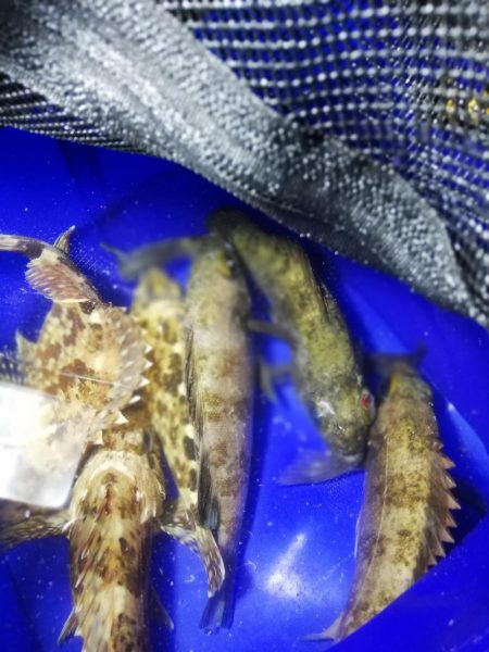 凪のナイトメバリング