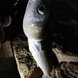 メバリング中に不意の大物