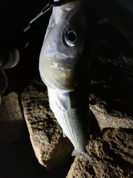 メバリング中に不意の大物