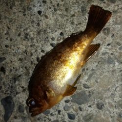 白浜パンダツアー