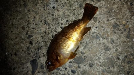 白浜パンダツアー