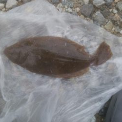 またまたソゲが1枚