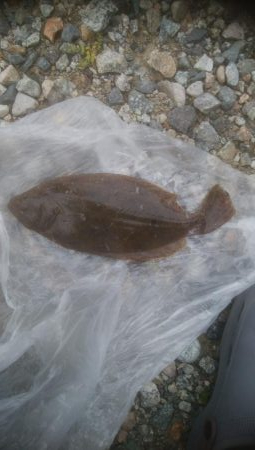 またまたソゲが1枚