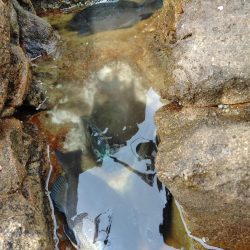 グレ・サンコ・釣れ出す・・