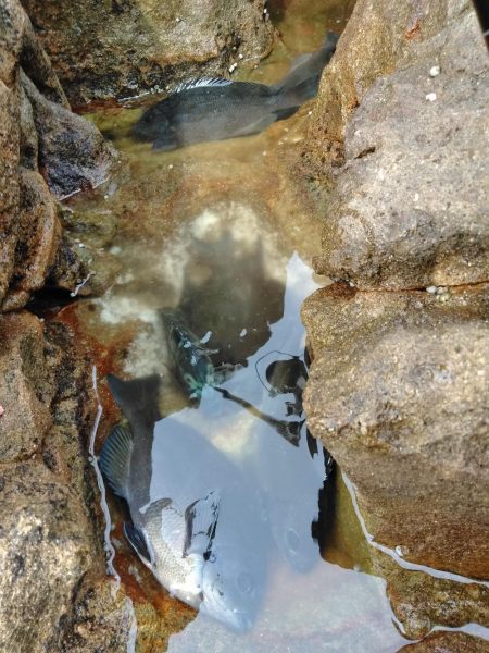 グレ・サンコ・釣れ出す・・