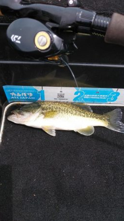 GWアシ打ちまだいけます!