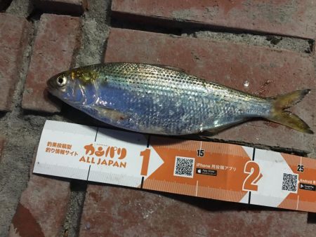 小アジ50匹、小いわし18匹、コノシロ1匹…