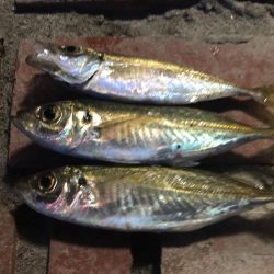 小アジ　赤多い