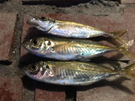 小アジ　赤多い