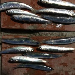 コアジ3匹、イワシ13匹