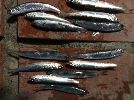 コアジ3匹、イワシ13匹