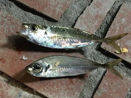 釣り人多いが当りはさびしい