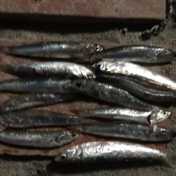 コアジ13匹、コイワシ13匹