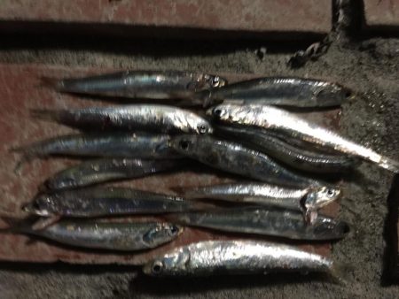 コアジ13匹、コイワシ13匹