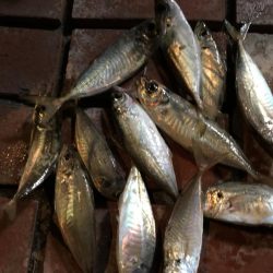 アジ12匹、マハタ1匹、コノシロ1匹