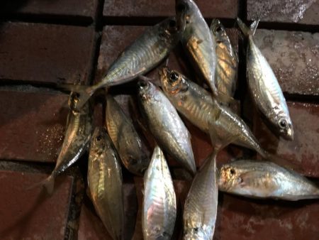 アジ12匹、マハタ1匹、コノシロ1匹