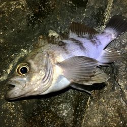 週の真ん中メバリング！