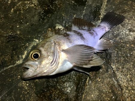 週の真ん中メバリング！