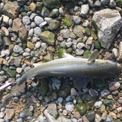 ボラばっかり……