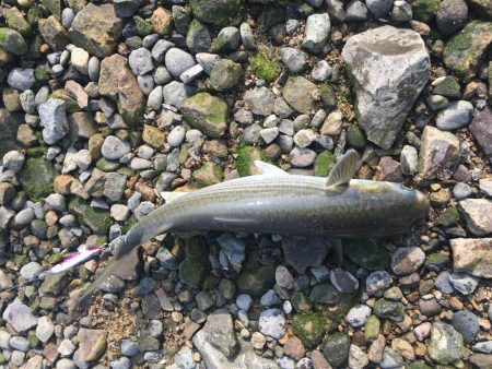 ボラばっかり……