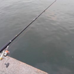 浮き釣り最高！