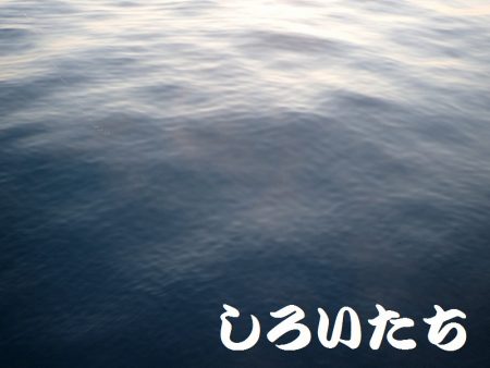 エギでイカを人生初！釣りました。