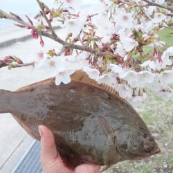花見カレイ