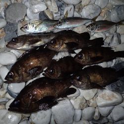 泉佐野サーフエリアでメバリング(^^)