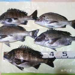 チヌ17ヒット5ゲット！