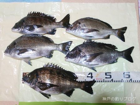 チヌ17ヒット5ゲット！