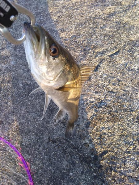 神戸港　シーバス好調