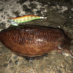 石津浜でアオリイカ２キロオーバー
