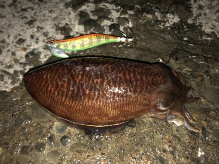 石津浜でアオリイカ２キロオーバー