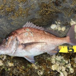 イワシパターンで完全攻略