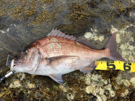 イワシパターンで完全攻略