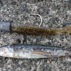 朝練イワシパターンシーバス連続ヒット！