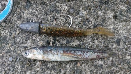 朝練イワシパターンシーバス連続ヒット！