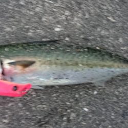 最後はエリテンでサバもきた!