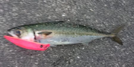 最後はエリテンでサバもきた!