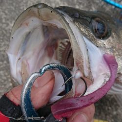 GW朝練シーバス調査