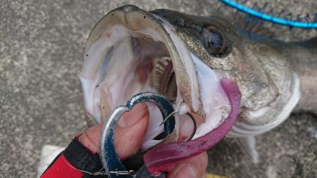 GW朝練シーバス調査