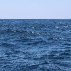 へいみつ丸 釣果