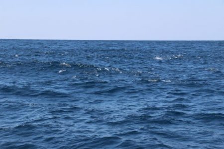 へいみつ丸 釣果