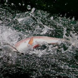 小菅トラウトガーデン 釣果