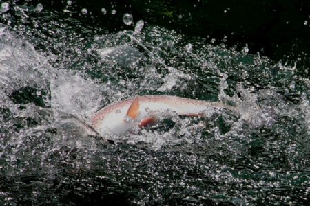 小菅トラウトガーデン 釣果