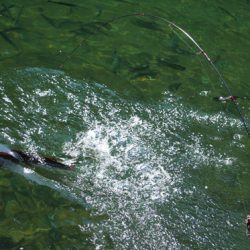 小菅トラウトガーデン 釣果