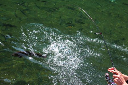 小菅トラウトガーデン 釣果