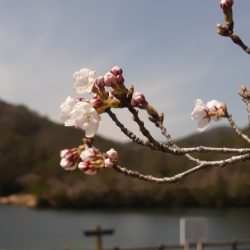 フィッシングレイクたかみや 釣果